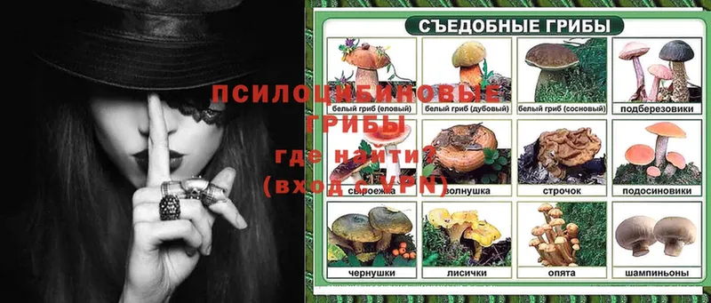 сколько стоит  Кимры  Галлюциногенные грибы Psilocybe 